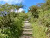 Pelée mountain - Hiking trail leading to the summit of the volcano; in the Regional Natural Park of Martinique