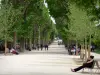 Plants garden - Alley of plane trees