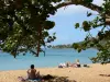 Playa de Gran Ensenada - Playa de Oro, el mar y las ramas de un Raisinier Caribe