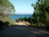 Porquerolles island - Footpath lined with pine trees,  view of the Mediterranean Sea and the coast far off