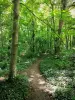 Poudrerie Forest Park - Trail in the forest