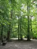 Poudrerie Forest Park - Bench in the shade of the trees