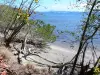 Presqu'île de la Caravelle - Caravelle Nature Reserve: vegetation at the water's edge