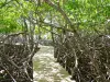 Presqu'île de la Caravelle - Nature Reserve Caravelle bridge crossing the mangrove