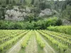 Provence landscapes - Vineyards and trees