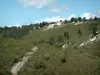 Provence landscapes - Houses perched on a hill covered with vegetation