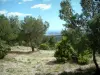 Provence landscapes - Pine forest