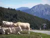 Puerto de Aspin - Cuello, vacas descansando al lado del camino, señal de tráfico que indica tener cuidado con las vacas y las montañas de los Pirineos