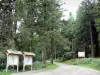 Puerto del Minier - Paneles informativos y arboladas de la carretera (los bosques) en el Aigoual en el Parque Nacional de Cévennes (Cevennes montañas)