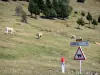 Pyrenees landscapes - Col d'Aspin pass, road signs indicating to watch out for cows; cows grazing in a pasture