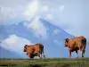 Pyrenees landscapes - Cows walking in a pasture, mountains in the background; in the Pyrenees National Park