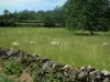 Quercy  limestone plateaux Regional Nature Park - Dry stones low wall, sheeps in a meadow (prairie) and trees