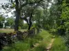 Quercy  limestone plateaux Regional Nature Park - Grassy road, dry stone low wall and trees