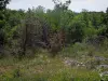 Quercy  limestone plateaux Regional Nature Park - Wild flowers, shrubs and trees