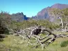 Réunion National Park - Tamarins plain, in the heart of the Mafate cirque