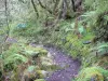 Réunion National Park - Cilaos cirque: path leading to the Taïbit pass