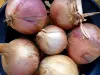 Roscoff pink onion - Gastronomy, holidays & weekends guide in the Finistère