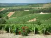 Ruta del champán - Bar Costa rosal (rosas rojas), los viñedos y colinas cubiertas de viñedos