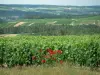 Ruta del champán - Hierbas de la Costa Bar, Roses (rosas rojas), las vides, árboles y colinas cubiertas de viñedos