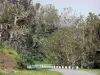 Ruta forestal de los Tamarindos - Una pequeña carretera a través de los Altos del bosque