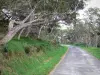 Ruta forestal de los Tamarindos - Tamarinos a lo largo de las carreteras pequeñas Hauts