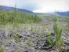 Ruta de las Lavas - Los flujos volcánicos, vegetación de Grand Brûlé y grandes pendientes