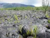 Ruta de las Lavas - Flujo de lava, la vegetación de Grand Brûlé y grandes pendientes