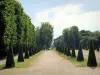 Saint-Cloud estate - Path lined with trimmed shrubs