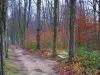 Saint-Cloud estate - Path through the forest