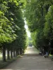 Saint-Cloud estate - Tree-lined driveway