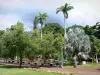 Saint-Denis - Palm trees and exotic trees of the État garden