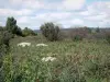 Saint-Gond marsh - Reeds, vegetation, trees