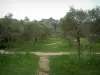 Saint-Rémy-de-Provence - Pradera con aceite de oliva