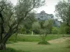 Saint-Rémy-de-Provence - Pradera con olivos y colinas en el fondo