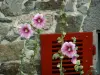 Saint-Suliac - Roses trémières (fleurs), volet rouge et façade en pierre d'une maison