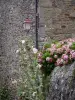 Saint-Suliac - Fachada de piedra, farolas, malvas y hortensias (flores)
