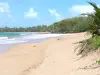 Sainte-Rose - Clugny beach with blond sand and waves of the Caribbean sea; on the island of Basse-Terre
