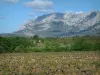 Sainte-Victoire mountain - Vineyards, forest and Sainte-Victoire mountain