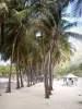 Les Saintes - Coconut trees and carbets huts of the Pompierre beach