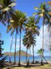 Les Saintes - Beach of the Anse Devant bay and coconut trees with a view of the islet in Cabrit and the sea