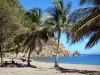 Les Saintes - Beach of the Figuier cove and its coconut trees, on the island of Terre-de-Haut