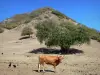 Les Saintes - Cows, chickens and goats