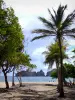 Les Saintes - Pompierre beach and coconut trees overlooking the sea and the pierced rocks