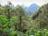 Salazie cirque - Lush vegetation in foreground with view of the Piton d'Anchaing peak