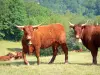 Salers cow - Cows of mahogany in a meadow on the edge of the forest