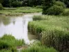 Sausset Departmental Park - Swamp