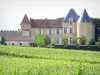 Sauternes - Château d' Yquem, rodeada de viñedos ; en el viñedo de Burdeos