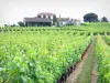 Sauternes - Viñedos Sauternes en el viñedo de Burdeos