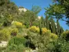 Séguret - Flores, plantas y árboles