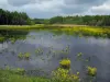 Sologne - Pond salpicada de flores amarillas, los árboles y el cielo tormentoso